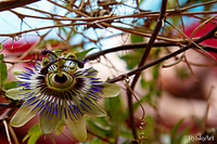 Passionflower nude russian virgins